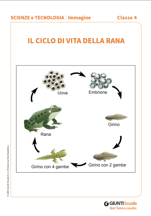 Ciclo di vita della rana | Immagine | Giunti Scuola Ciclo di vita della rana | Immagine | Giunti Scuola