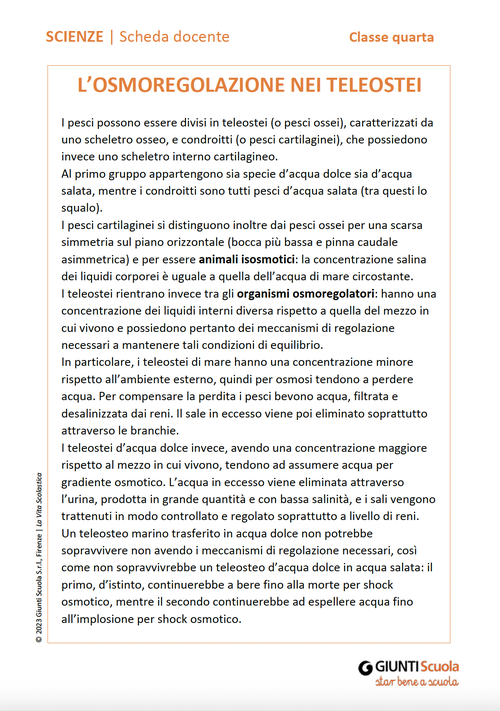 L'osmoregolazione nei teleostei | Giunti Scuola L'osmoregolazione nei teleostei | Giunti Scuola