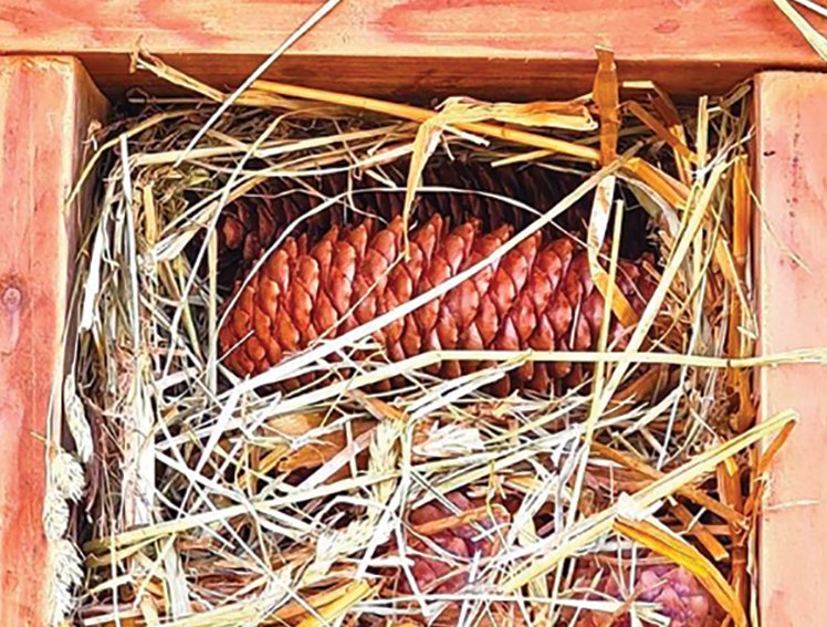 Un bug hotel in giardino | Giunti Scuola