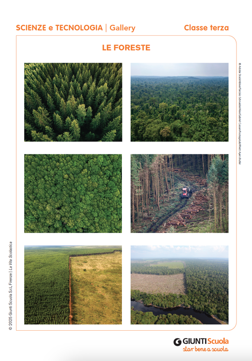Le foreste | Giunti Scuola
