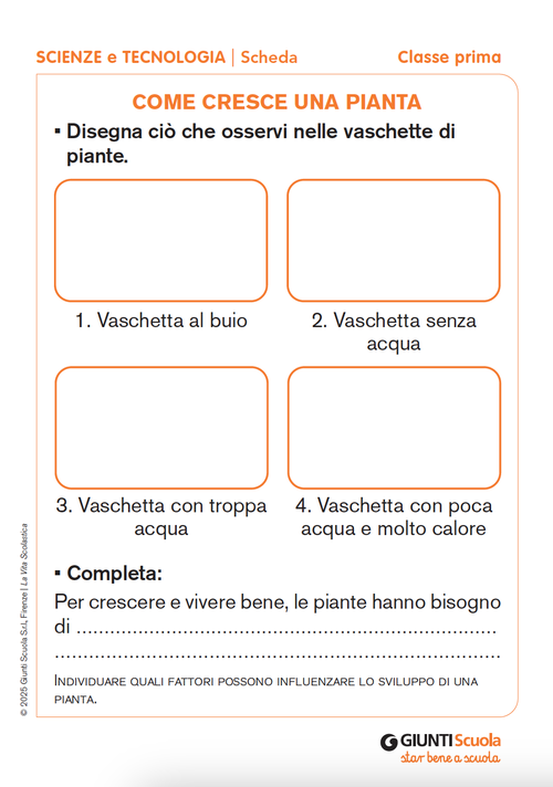 Come cresce una pianta | Giunti Scuola Come cresce una pianta | Giunti Scuola