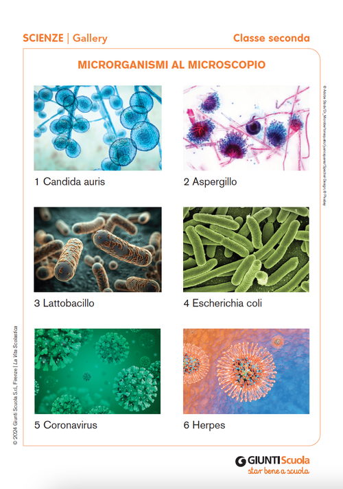 Microrganismi al microscopio | Giunti Scuola Microrganismi al microscopio | Giunti Scuola