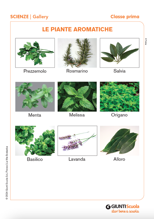 Le piante aromatiche | Giunti Scuola Le piante aromatiche | Giunti Scuola