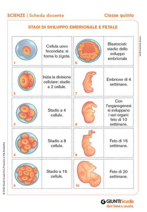 Stadi di sviluppo embrionale e fetale | Giunti Scuola Stadi di sviluppo embrionale e fetale | Giunti Scuola