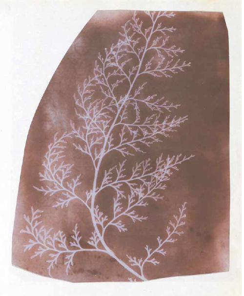 Video tutorial "Stampe al sole" | VS e SDI n. 27 | Giunti Scuola