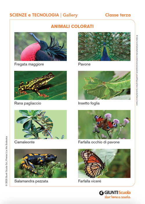 Animali colorati | Giunti Scuola Animali colorati | Giunti Scuola