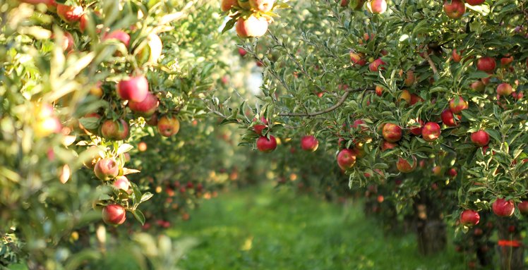 Il viaggio della mela: dal frutteto alla nostra tavola | Giunti Scuola Il viaggio della mela: dal frutteto alla nostra tavola | Giunti Scuola