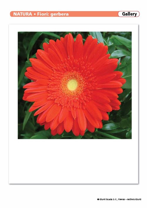 Fiori | Giunti Scuola Fiori | Giunti Scuola