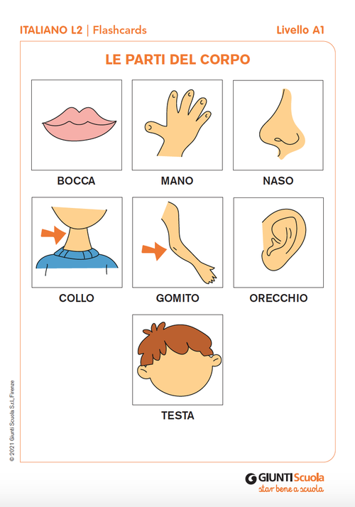 Flashcards: Le parti del corpo | Giunti Scuola Flashcards: Le parti del corpo | Giunti Scuola