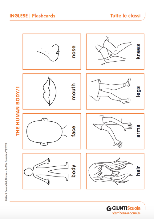 Flashcards: The human body | Giunti Scuola
