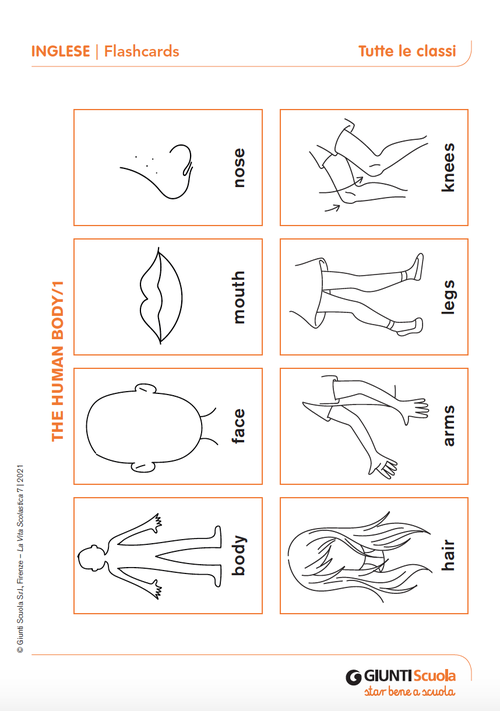 Flashcards: The human body | Giunti Scuola Flashcards: The human body | Giunti Scuola