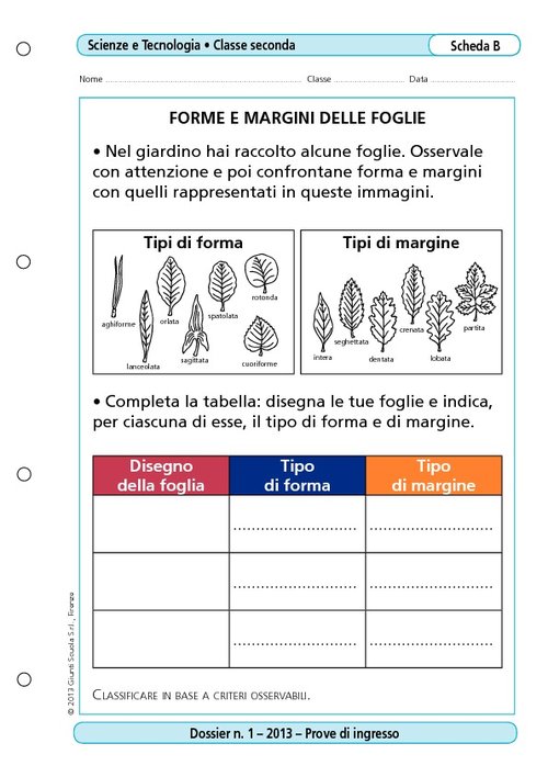 Forme e margini delle foglie | Giunti Scuola Forme e margini delle foglie | Giunti Scuola