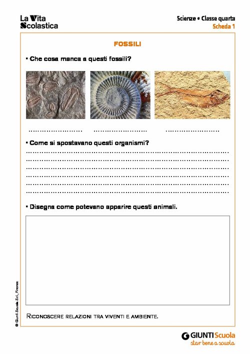 Fossili | Giunti Scuola Fossili | Giunti Scuola