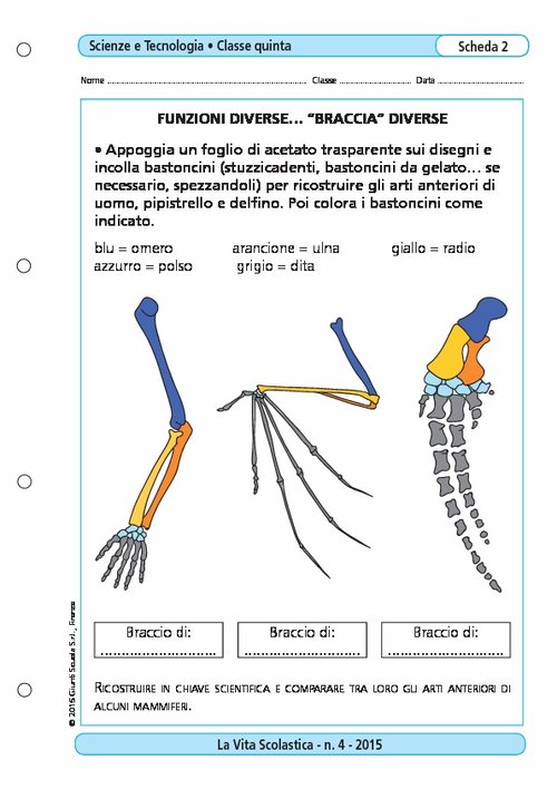 Funzioni diverse... "braccia" diverse | Giunti Scuola
