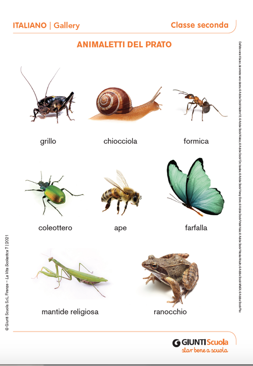 Gallery: Animaletti del prato | Giunti Scuola Gallery: Animaletti del prato | Giunti Scuola