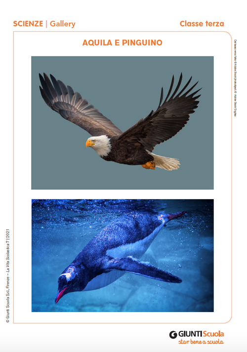 Gallery: Aquila e pinguino | Giunti Scuola Gallery: Aquila e pinguino | Giunti Scuola