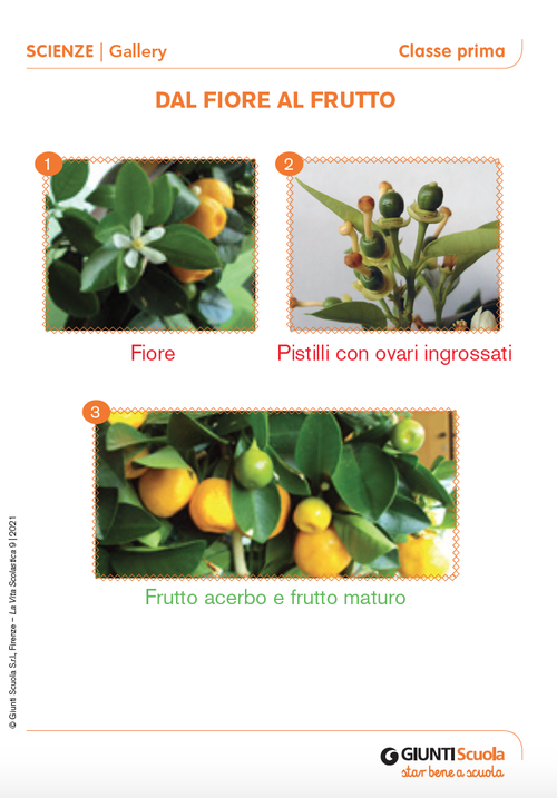 Gallery: Dal fiore al frutto | Giunti Scuola Gallery: Dal fiore al frutto | Giunti Scuola
