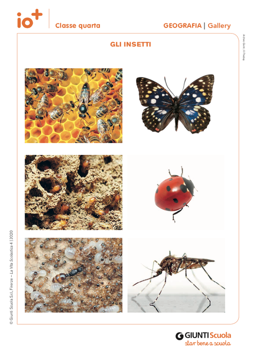 Gallery: Gli insetti | Giunti Scuola