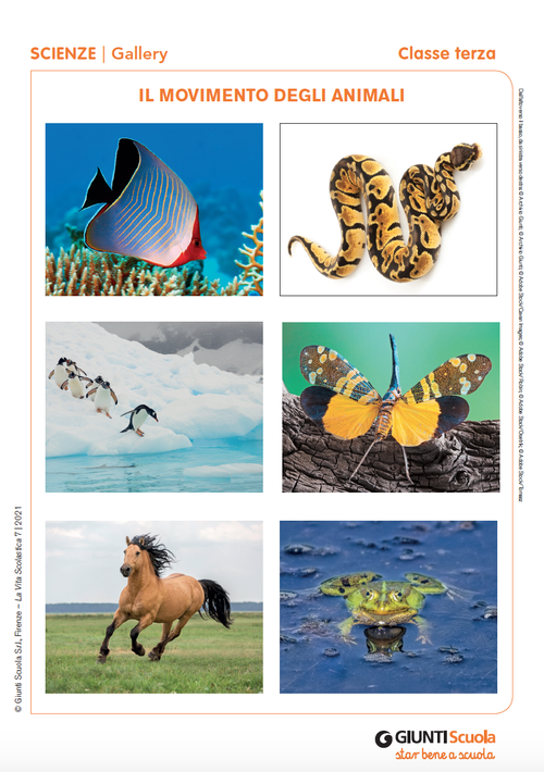 Gallery: Il movimento degli animali | Giunti Scuola Gallery: Il movimento degli animali | Giunti Scuola