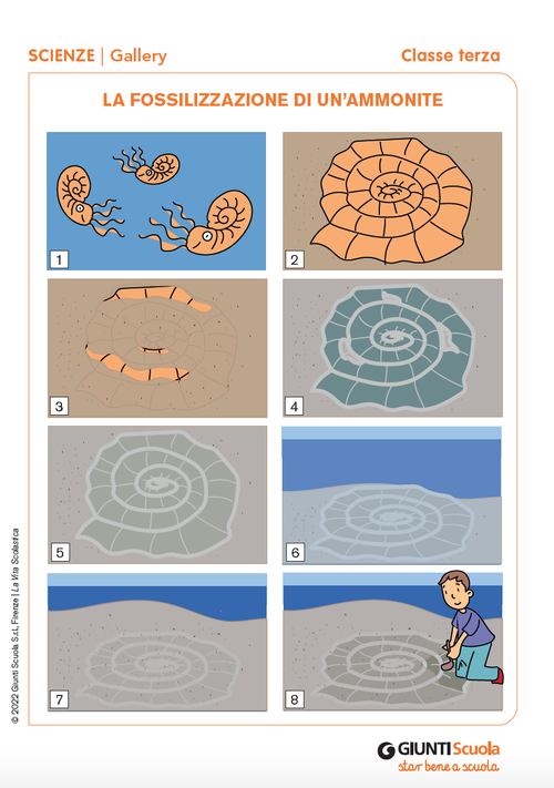 Gallery: La fossilizzazione di un'ammonite | Giunti Scuola Gallery: La fossilizzazione di un'ammonite | Giunti Scuola