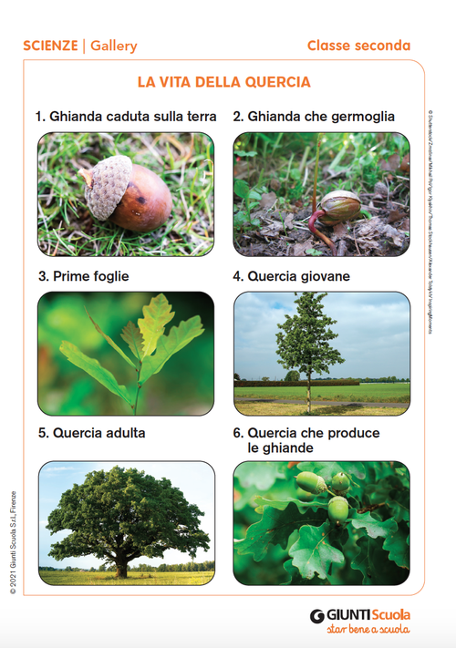 Gallery: La vita della quercia | Giunti Scuola Gallery: La vita della quercia | Giunti Scuola