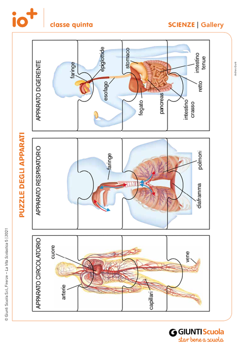 Gallery: Puzzle degli apparati | Giunti Scuola Gallery: Puzzle degli apparati | Giunti Scuola