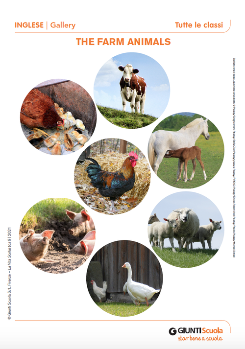 Gallery: The farm animals | Giunti Scuola