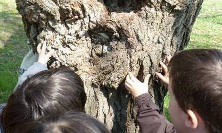 Giornata nazionale dell'albero, attività in giardino e materiali da scaricare | Giunti Scuola