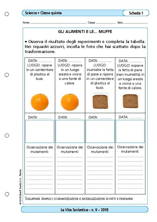 Gli alimenti e le muffe | Giunti Scuola Gli alimenti e le muffe | Giunti Scuola