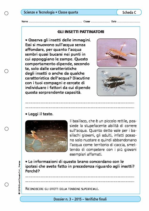 Gli insetti pattinari | Giunti Scuola Gli insetti pattinari | Giunti Scuola
