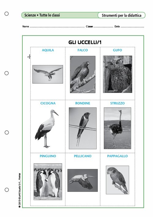 Gli uccelli/1 | Giunti Scuola Gli uccelli/1 | Giunti Scuola