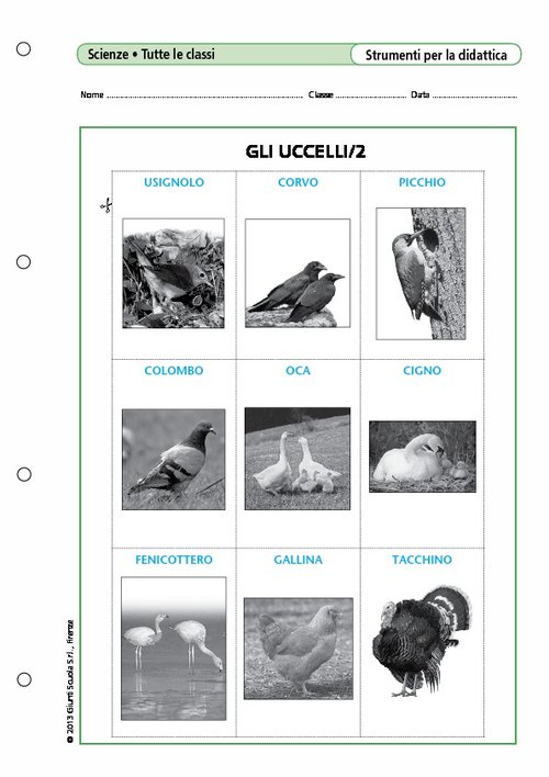 Gli uccelli/2 | Giunti Scuola Gli uccelli/2 | Giunti Scuola