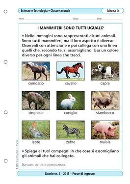 I Mammiferi Sono Tutti Uguali I Mammiferi Sono Tutti Uguali Giunti Scuola