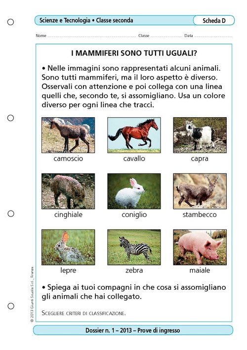 I mammiferi sono tutti uguali? | Giunti Scuola I mammiferi sono tutti uguali? | Giunti Scuola