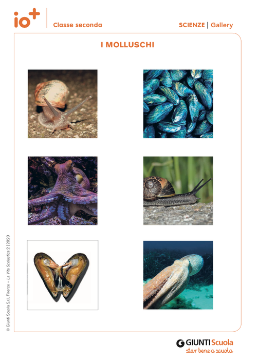 I molluschi | Giunti Scuola