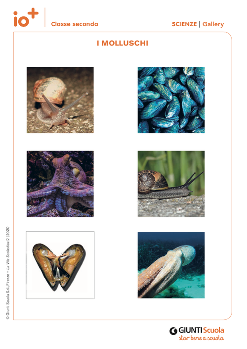 I molluschi | Giunti Scuola I molluschi | Giunti Scuola