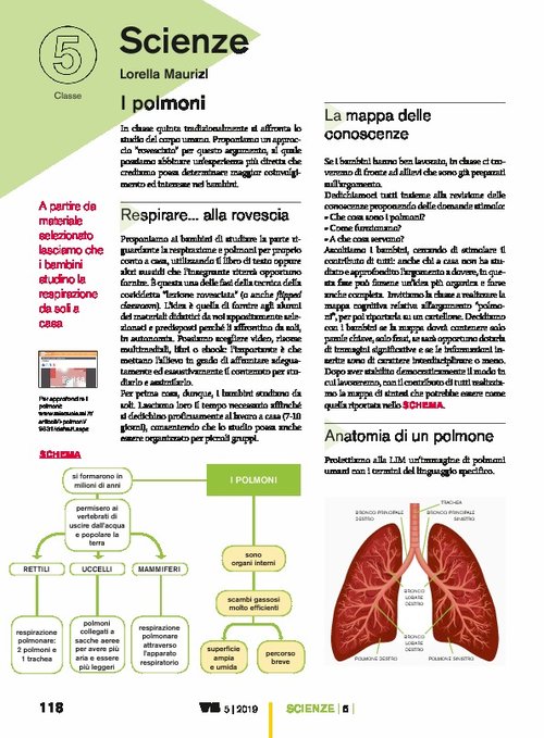 I polmoni | Giunti Scuola I polmoni | Giunti Scuola