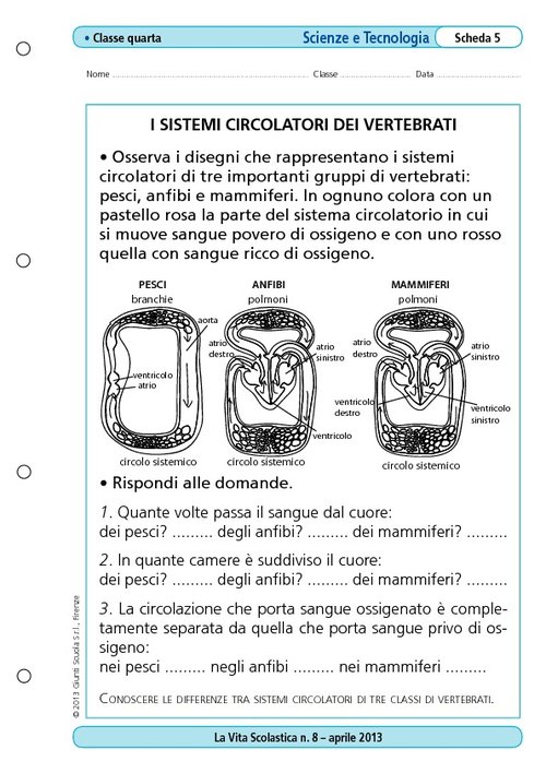 I sistemi circolatori dei vertebrati/1 | Giunti Scuola