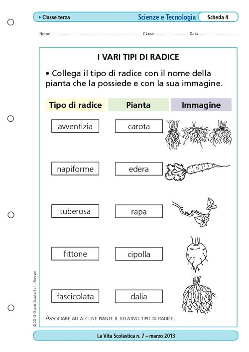 I vari tipi di radice | Giunti Scuola I vari tipi di radice | Giunti Scuola