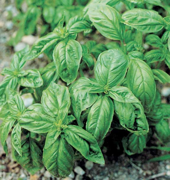 Il basilico... infuso! | Giunti Scuola Il basilico... infuso! | Giunti Scuola