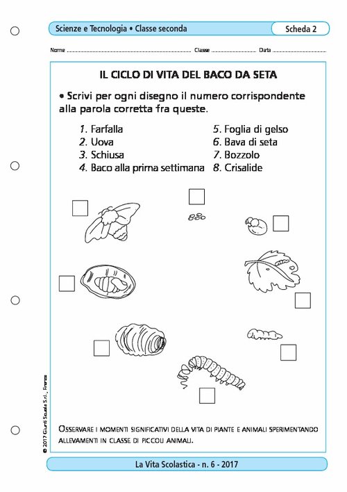 Il ciclo di vita del baco da seta | Giunti Scuola Il ciclo di vita del baco da seta | Giunti Scuola