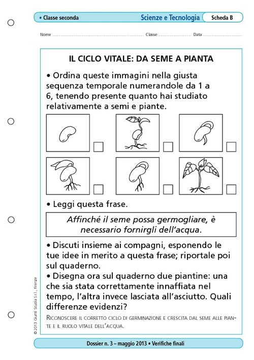Il ciclo vitale: da seme a pianta | Giunti Scuola Il ciclo vitale: da seme a pianta | Giunti Scuola