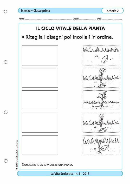 Il ciclo vitale della pianta | Giunti Scuola Il ciclo vitale della pianta | Giunti Scuola
