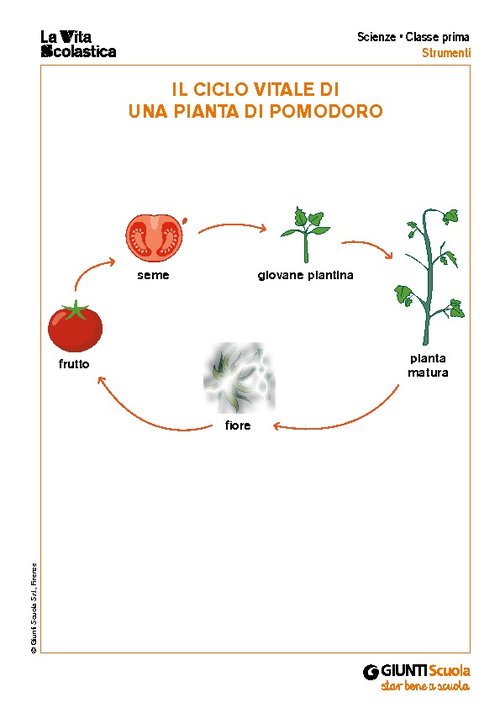 Il ciclo vitale di una pianta di pomodoro | Giunti Scuola Il ciclo vitale di una pianta di pomodoro | Giunti Scuola