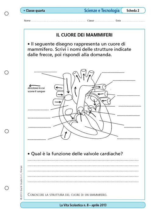 Il cuore dei mammiferi | Giunti Scuola Il cuore dei mammiferi | Giunti Scuola