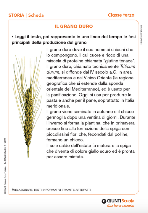 Il grano duro | Giunti Scuola Il grano duro | Giunti Scuola