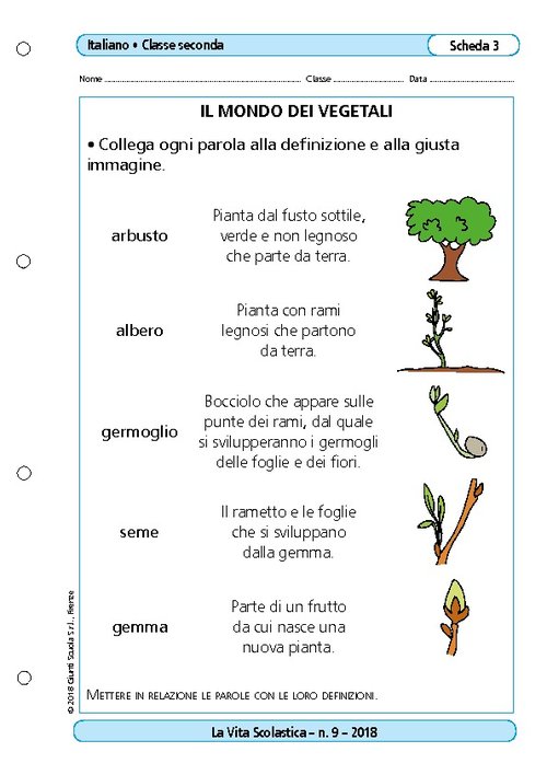 Il mondo dei vegetali | Giunti Scuola Il mondo dei vegetali | Giunti Scuola