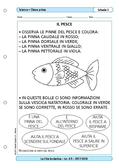 Il pesce | Giunti Scuola