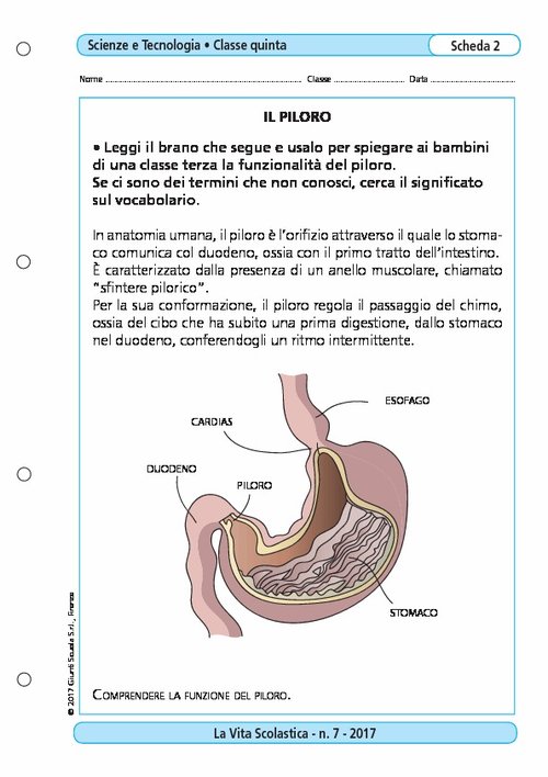 Il piloro | Giunti Scuola Il piloro | Giunti Scuola