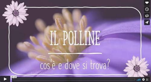 Il polline: cos’è e dove si trova? | Giunti Scuola Il polline: cos’è e dove si trova? | Giunti Scuola